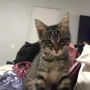 Image of Bizzy, Lost Cat