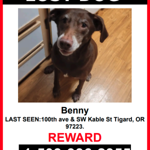 Image of Benny, Lost Dog