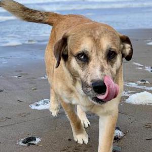 Image of Milo, Lost Dog