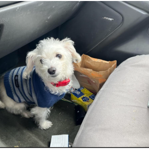 Found Dog Unknown