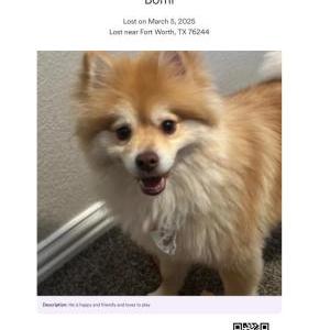 Lost Dog Bomi