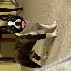 Image of Reggie, Lost Dog