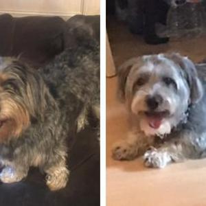 Lost Dog Sammy