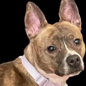 Image of Unknown, Found Dog