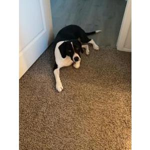Image of Snoopy, Lost Dog