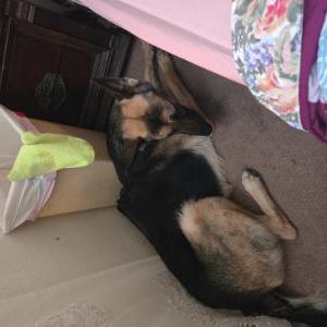 Lost Dog Daisy