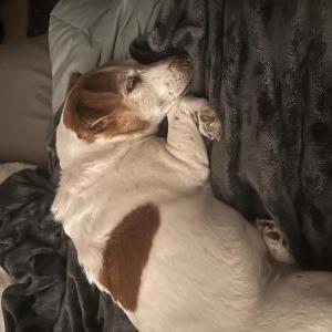 Lost Dog Poppy