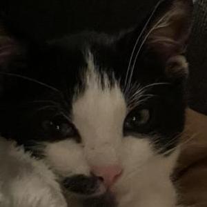 Image of Hickory, Lost Cat