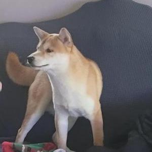Image of buster, Lost Dog