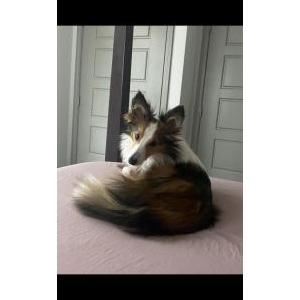Lost Dog Ellie Shelly