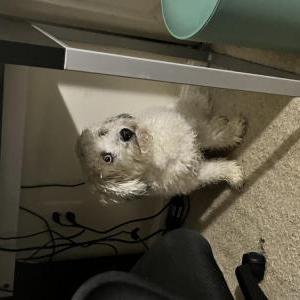 Lost Dog Lola