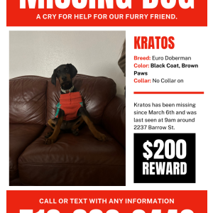 Lost Dog Kratos