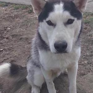 Lost Dog Lawrence