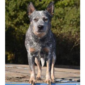 Image of Salty, Lost Dog