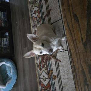 Image of Fiddler, Lost Dog