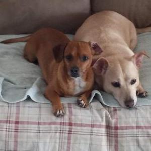 2nd Image of Fiddler, Lost Dog