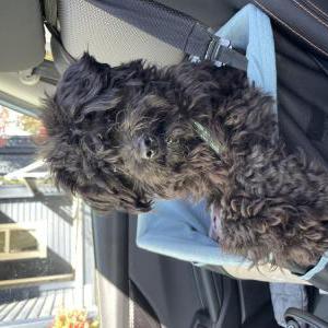 Found Dog Unknown