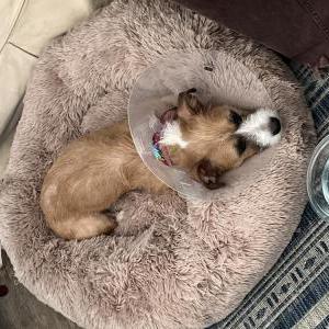 Image of libby, Lost Dog