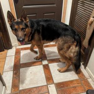 Image of Unknown, Found Dog