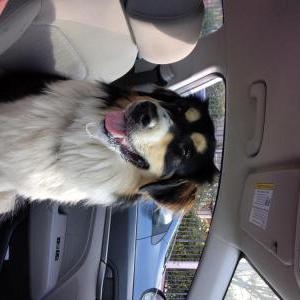 Found Dog Unknown