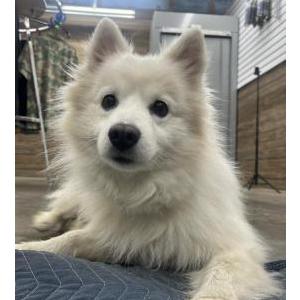 Found Dog Unknown