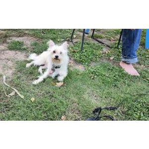 Lost Dog Monte