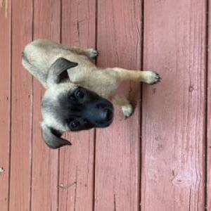 Image of Pucci lala, Lost Dog