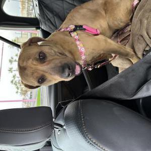 Image of Unknown, Found Dog