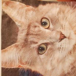 Image of Little Angel, Lost Cat