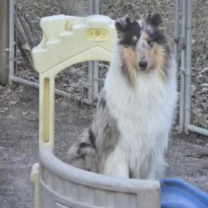 Image of Missy, Lost Dog