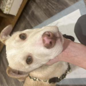 Found Dog Unknown