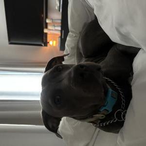 Found Dog Unknown