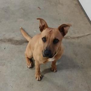 Image of unknown, Found Dog