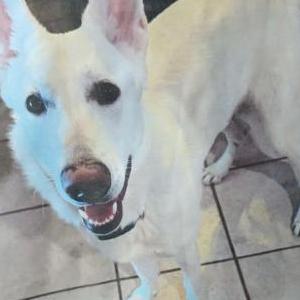 Image of Bear, Lost Dog