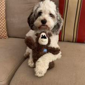 Image of Rosie Jo, Lost Dog