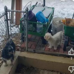 Image of Tito, Lost Dog