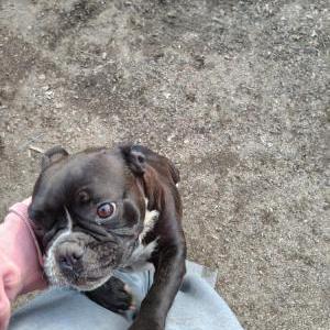 Image of Darla, Lost Dog