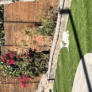 Image of Mickey, Lost Dog