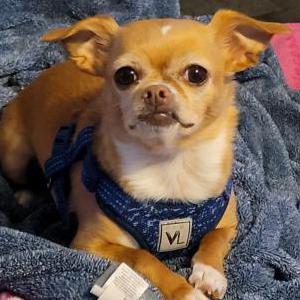 Lost Dog Cannoli