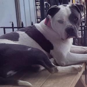 Lost Dog Blue