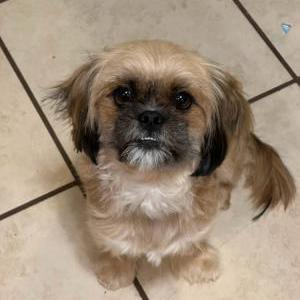 Lost Dog Bella