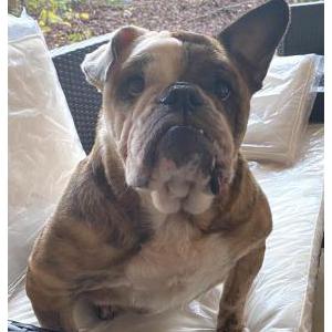 Image of Bella, Lost Dog