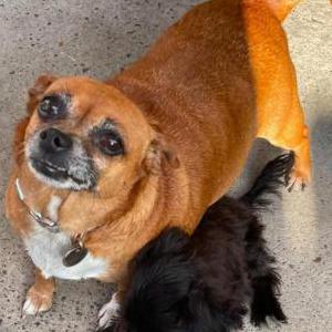 Image of Rose, Lost Dog