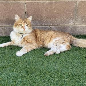 Image of Mochi, Lost Cat