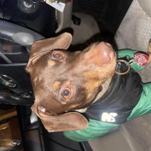 Image of Pablo, Lost Dog