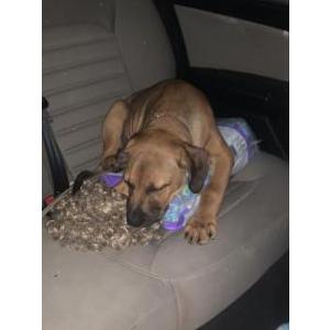 Lost Dog Moose