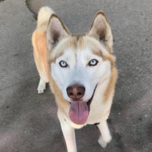 Lost Dog Indigo