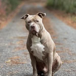 Image of Huncho, Lost Dog