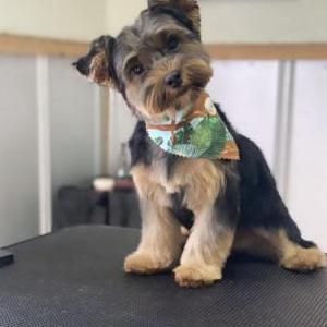 Image of Kash, Lost Dog