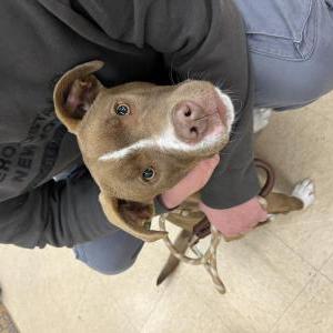 Lost Dog Mocha